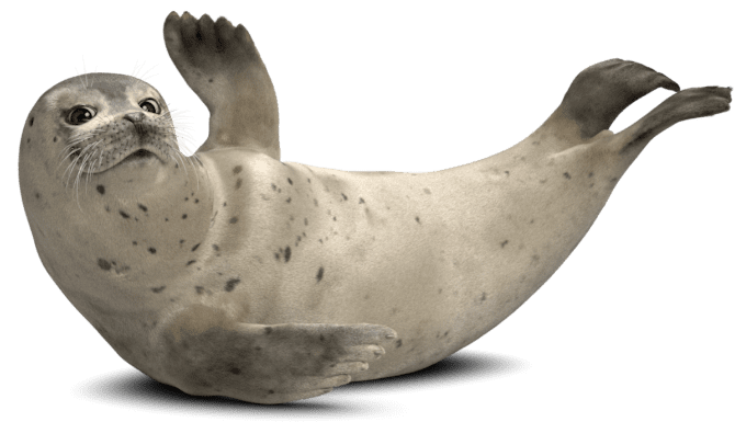 friendly seal waving