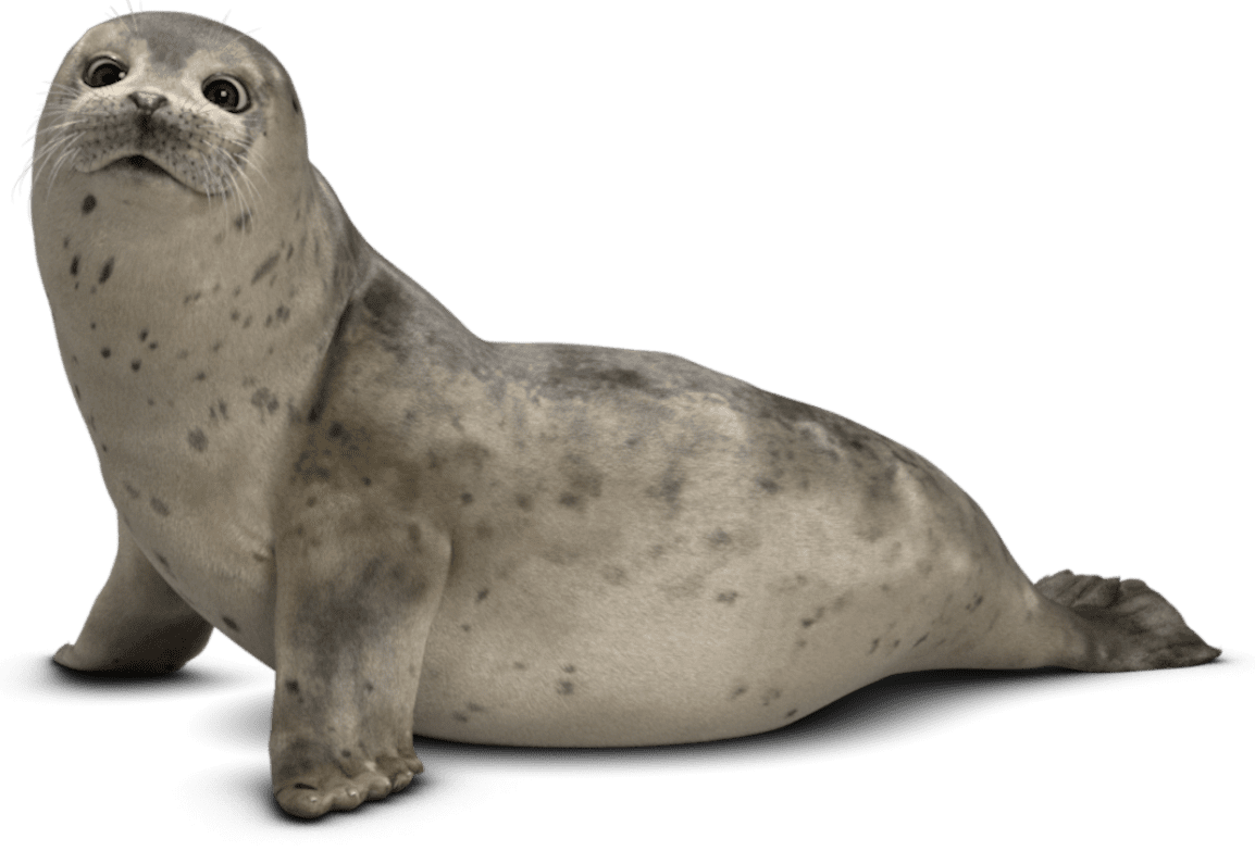 friendly seal sitting at attention