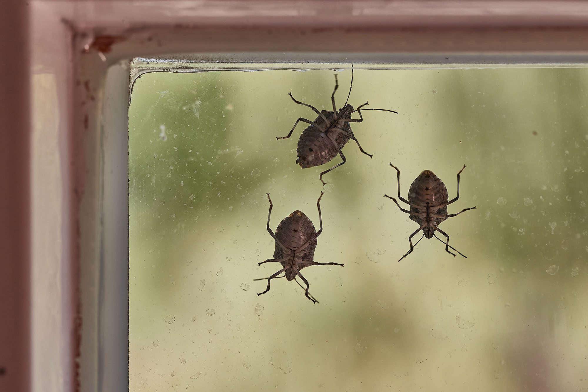 unwanted bugs on a window